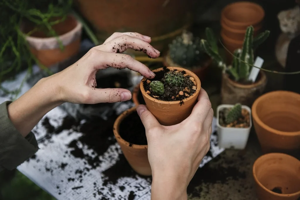 Clock Growing Plant