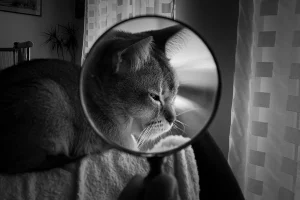 Data Analysis Magnifying Glass