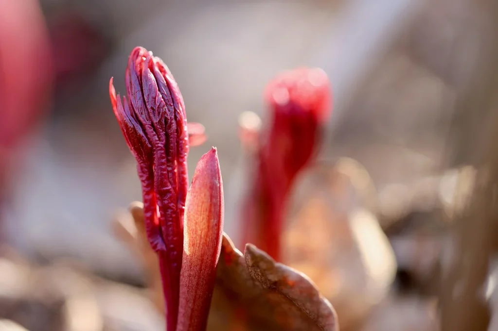 Seedling Growth