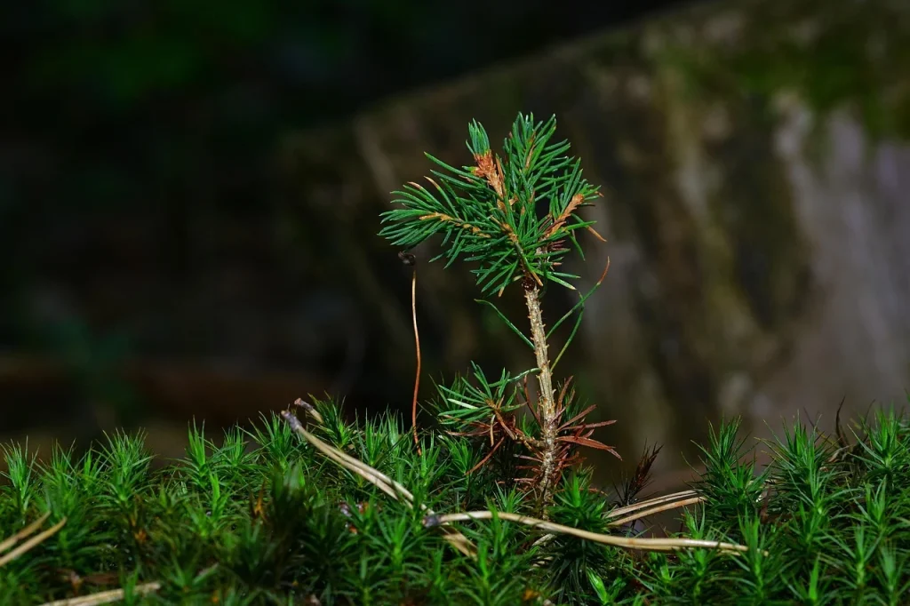 Small Business Growth
