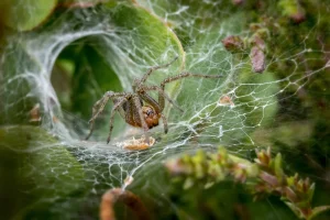 Spider Web Website Audit