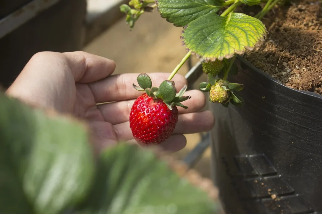Target Achievement Growing Plant