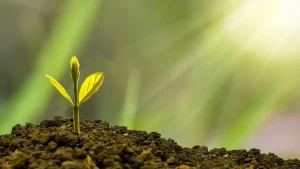 Computer Code Growing Plant
