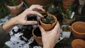 Digital Asset Growing Plant
