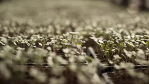 Small Business Digital Growth