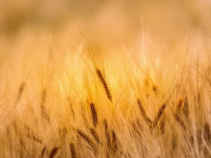 Farm Concept Agriculture Innovation