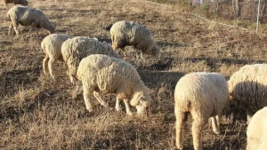 Membangun Fondasi Bisnis Digital Yang Kuat