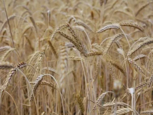 Smart Agriculture Data Visualization Robot Farming